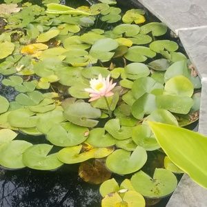 Meet your Posher, Zana